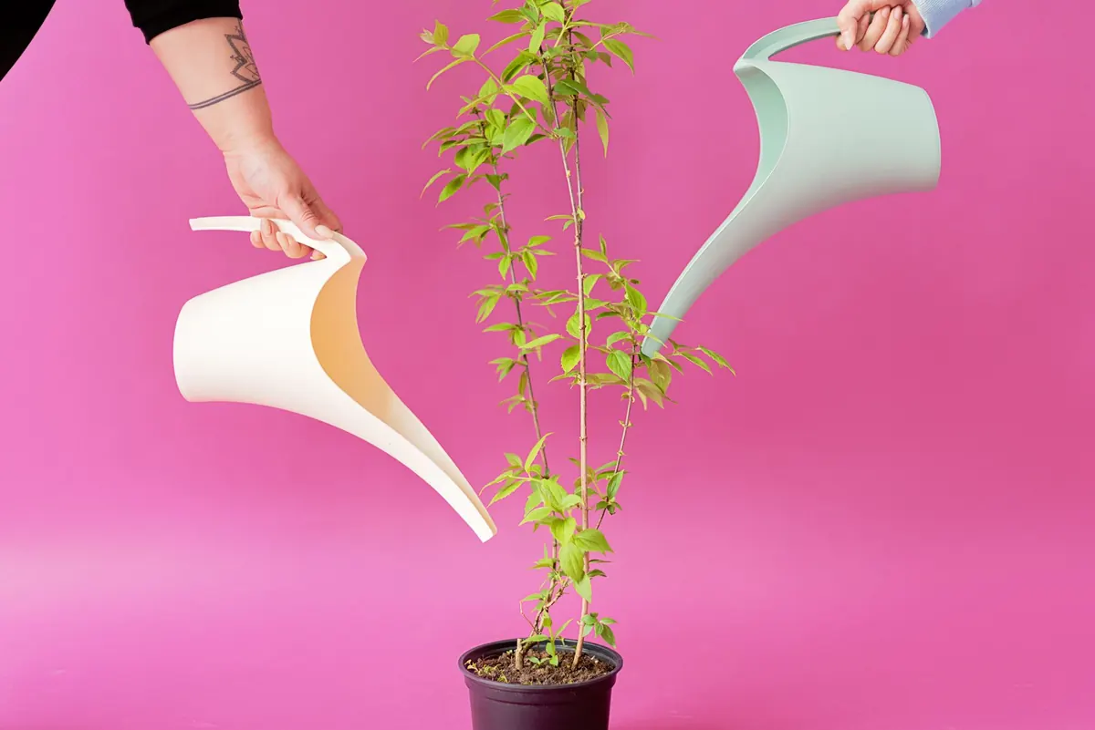 Common Mistakes When Watering Indoor Plants in Winter