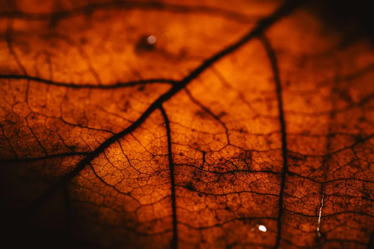 How Do Plants Drink Water? Xylem, Transpiration and Root Pressure Explained