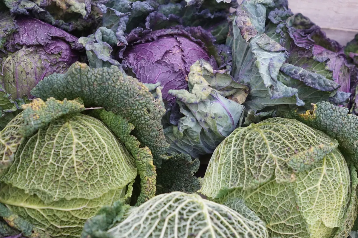 How to Test Your Soil pH at Home Without a Kit: A Red Cabbage Indicator Guide