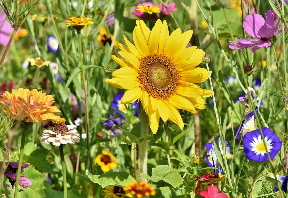 Native British Wildflowers for Small Gardens: A Beginner's Planting Guide