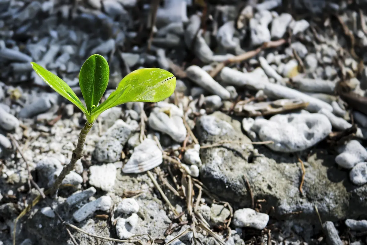 Plant Hormones Explained: Auxin, Cytokinin and Gibberellin in Plain English