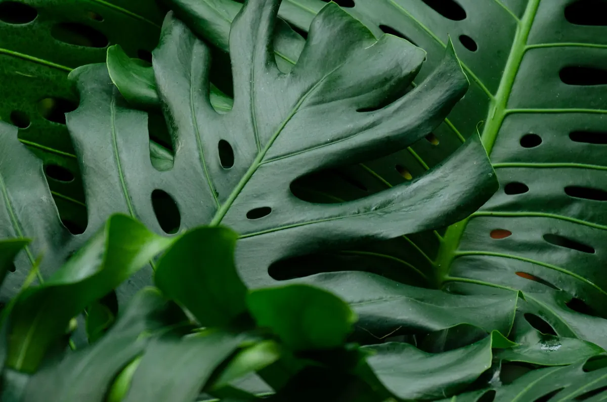 Why Your Monstera Leaves Aren't Splitting: 7 Common Mistakes to Fix
